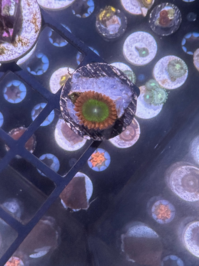 Electric Umpa Loompa Zoa